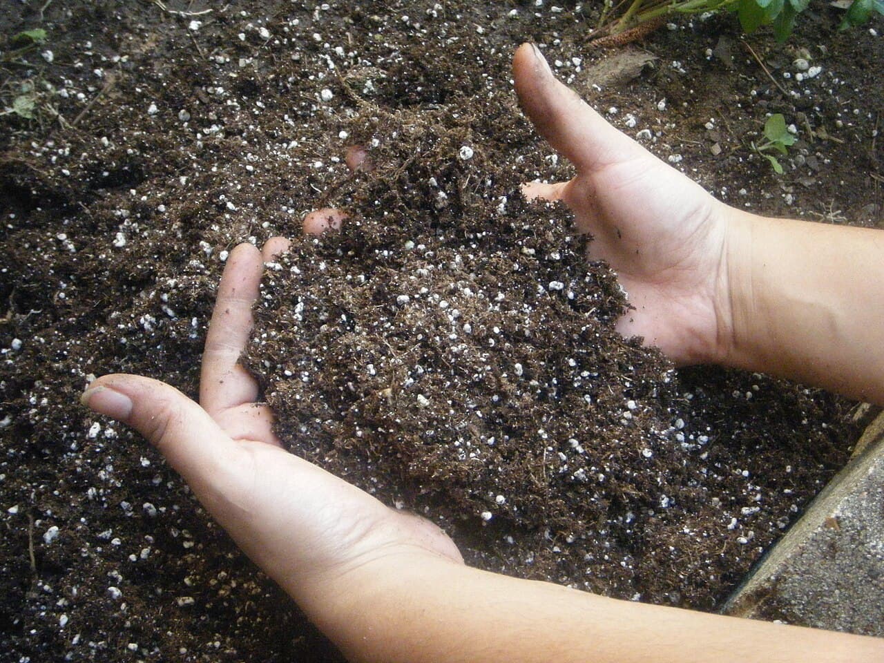 Hands holding a potting soil mix with visible perlite