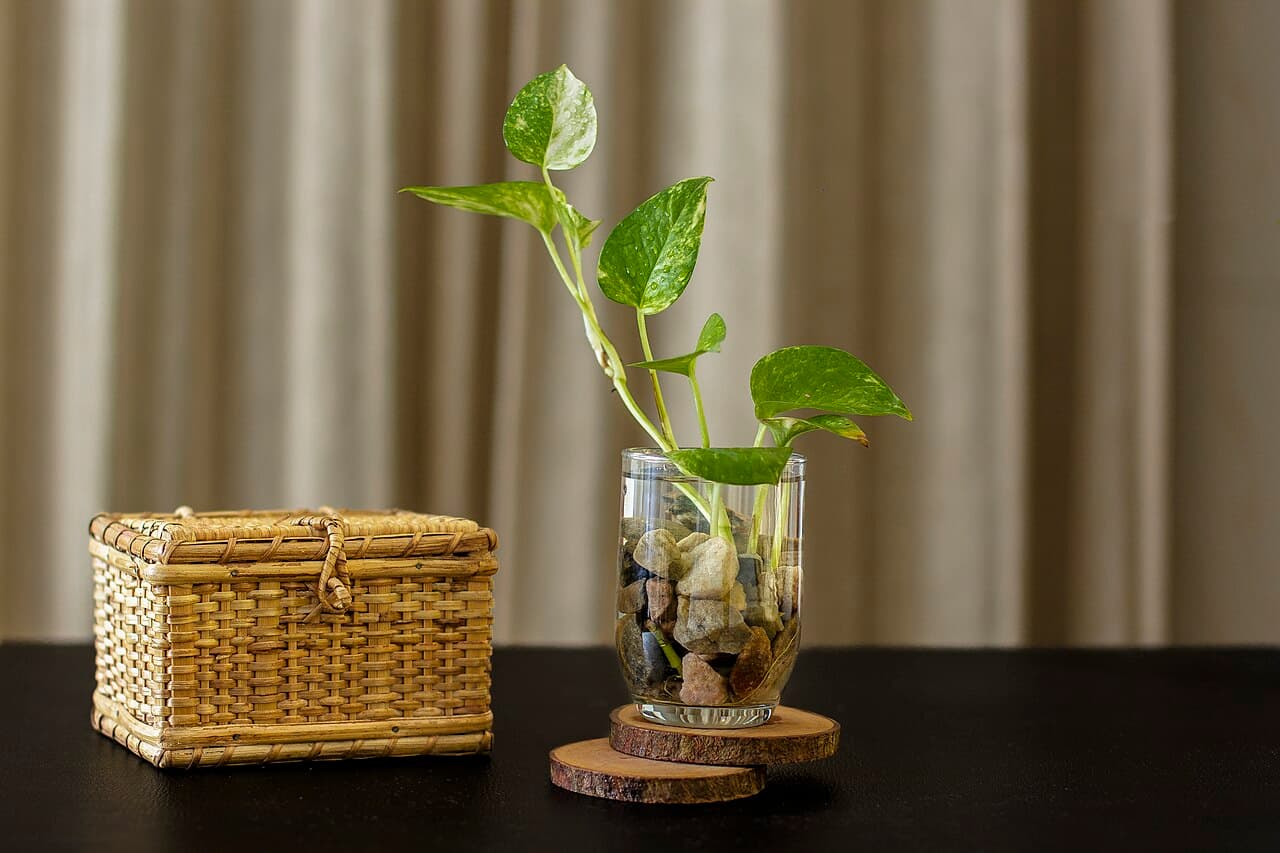 A pothos cutting rooting in a glass of water on a table