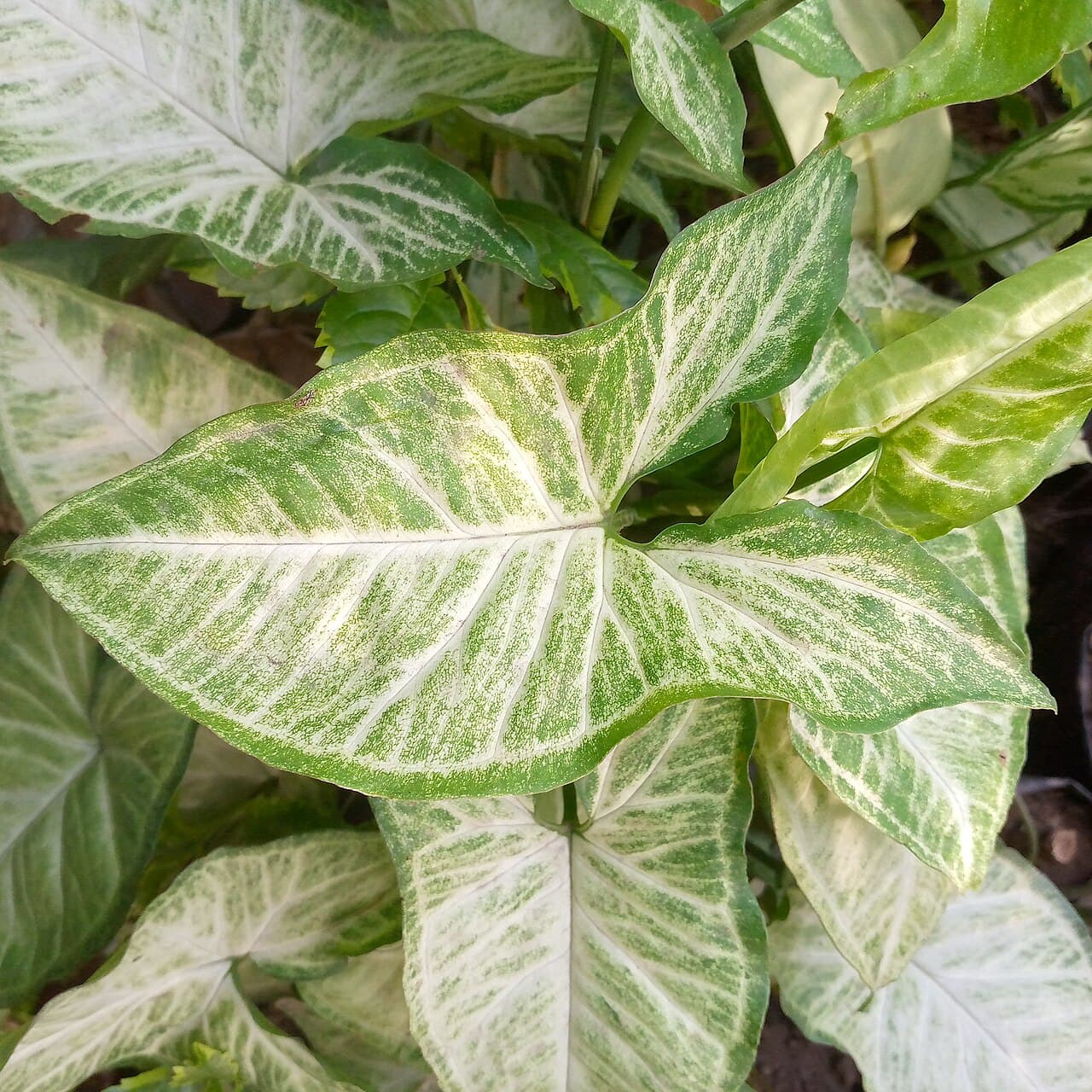 Close-up of a variegated houseplant leaf showing its color pattern and texture