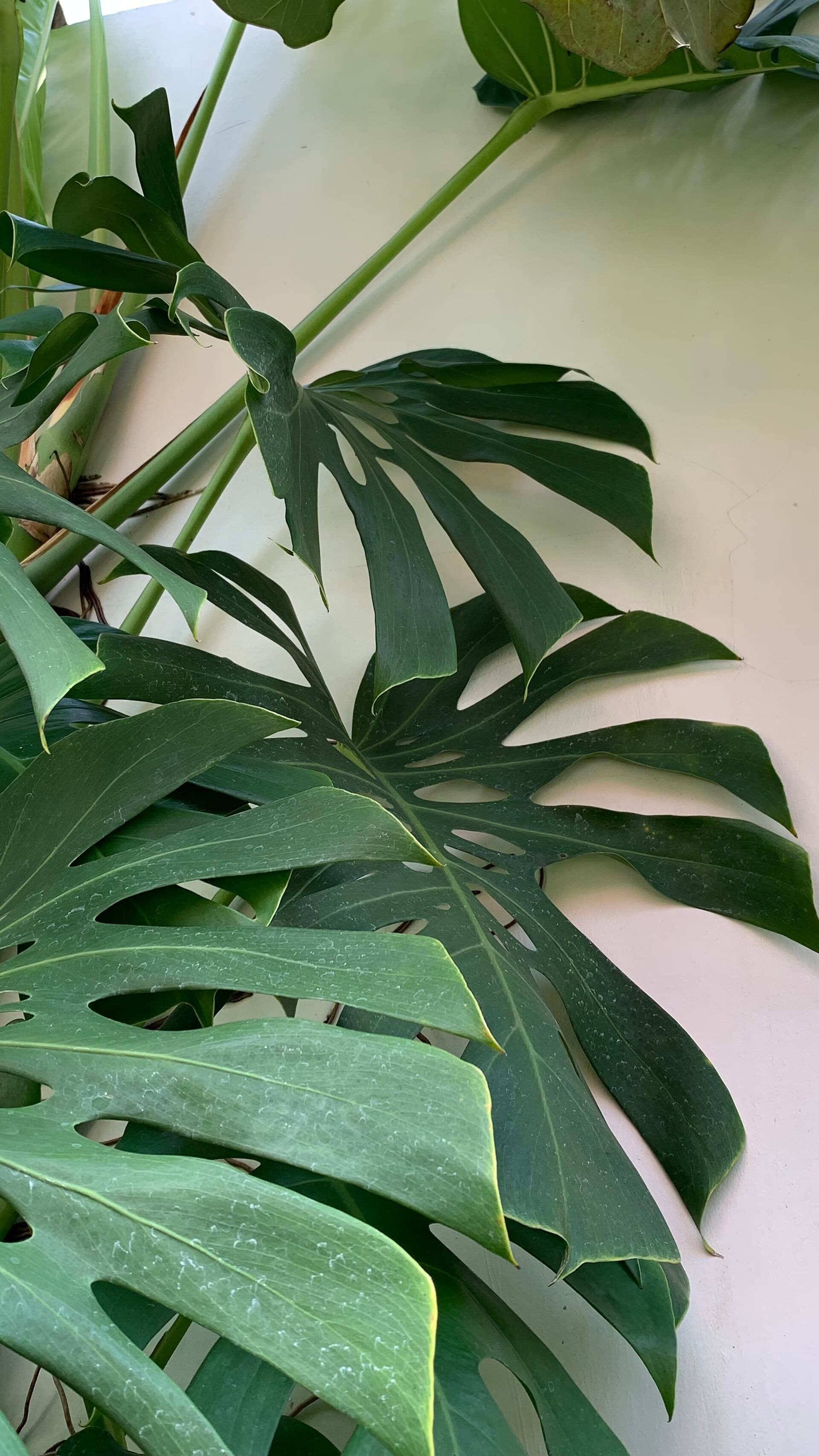 Close-up of a monstera deliciosa leaf